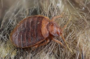 cimex lectularius bed bug