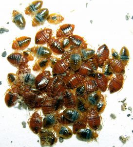 Cimex lectularius, bed bugs group pic