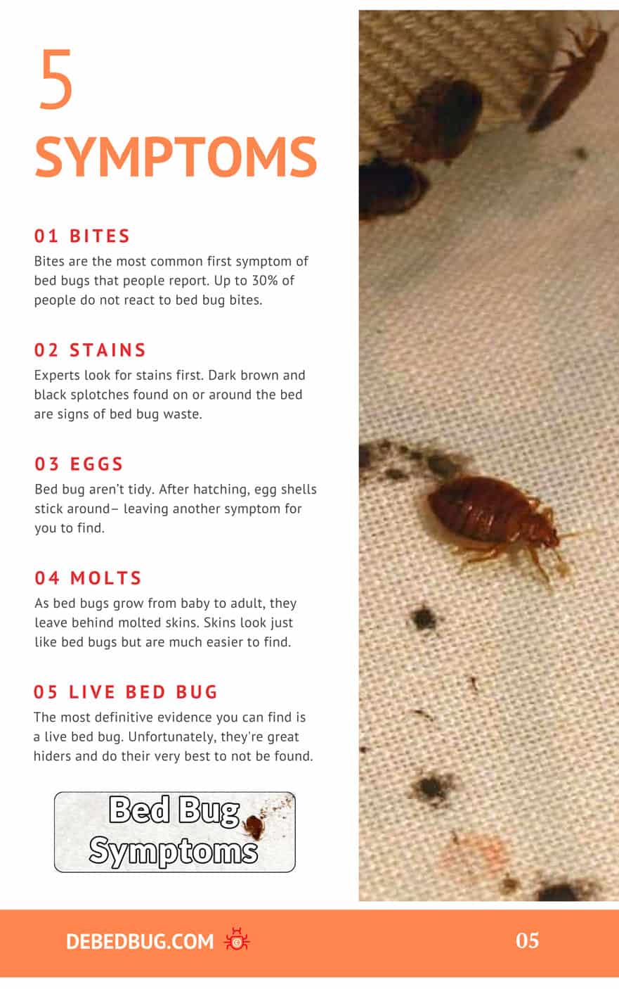 5 Signs Bed Bugs Leave Everywhere They Go Debedbug