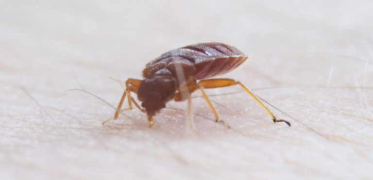 What Do Bed Bugs Look Like? Over 50 Pictures | Debedbug