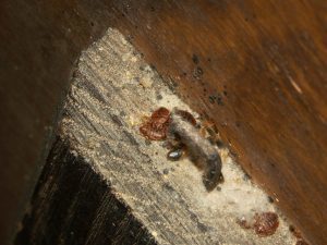bed bugs hiding behind headboard
