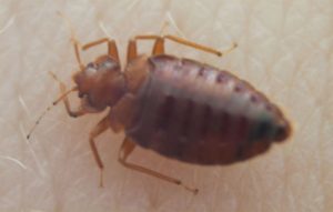 bed bug on skin