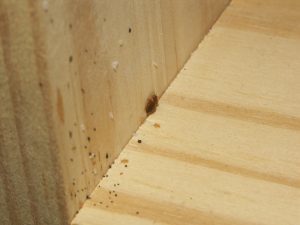 bed bug symptoms wood shelf