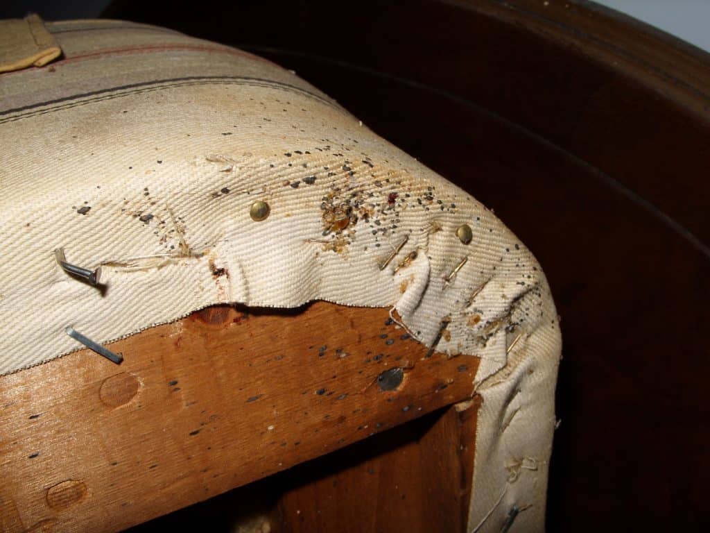 5 Signs Bed Bugs Leave Everywhere They Go Debedbug