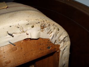 bed bug symptoms bed