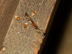 bed bugs hiding in bed frame