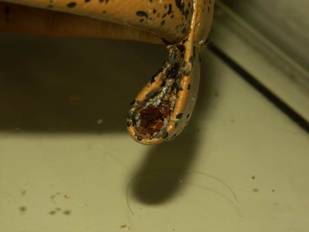 What Do Bed Bugs Look Like? Over 50 Pictures Debedbug