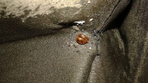bed bugs mating eggs