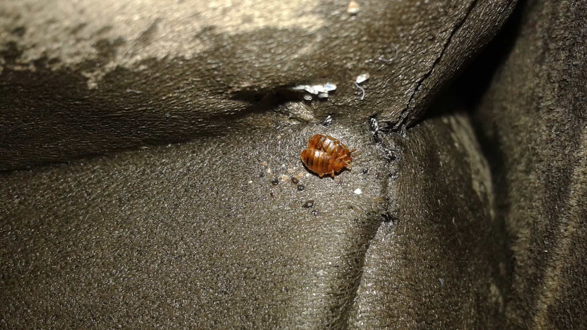 What Do Bed Bugs Look Like Over 50 Pictures Debedbug