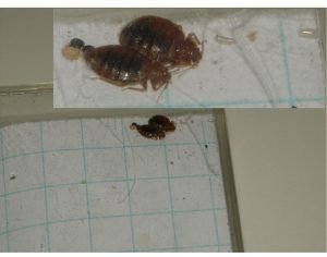 adult bed bugs picture