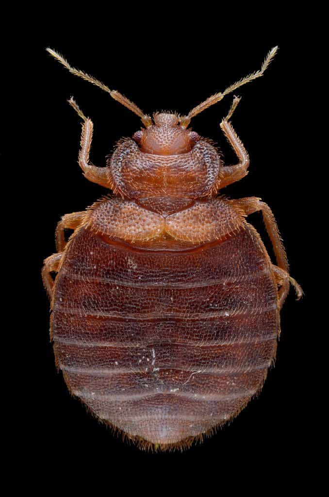 What Do Bed Bugs Look Like? Over 50 Pictures | Debedbug