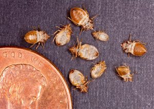identify bed bugs size penny