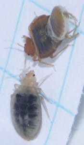 molting signs bed bugs picture