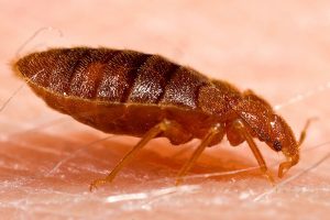 pic adult bed bug biting skin