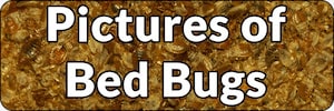 Bed Bug Pictures Banner