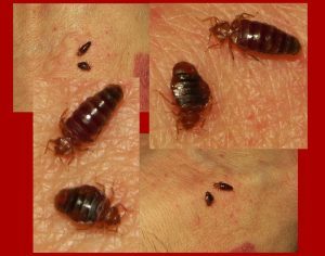 red bed bugs semi-flat and engorged