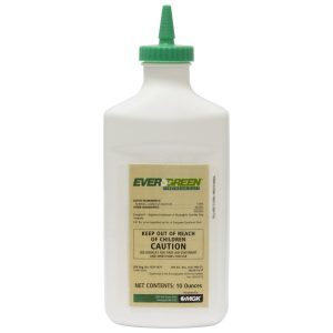 Evergreen Pyrethrum Natural bed bug powder