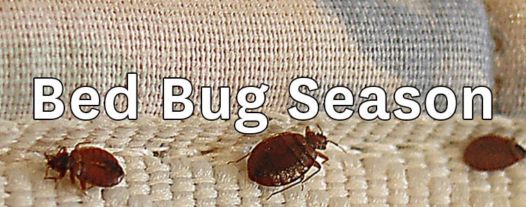Beware – Summer Is Bed Bug Season