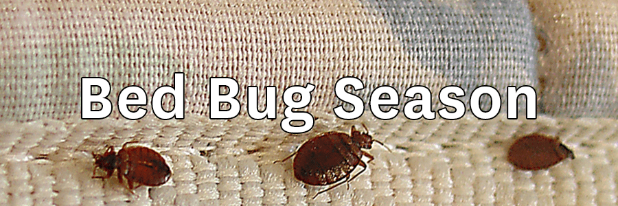 Beware – Summer Is Bed Bug Season