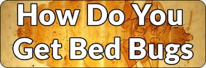 Bed Bug Guide Banner