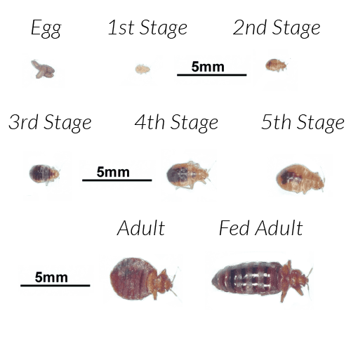 How To Spot Bed Bug Eggs at Evelyn Morgan blog