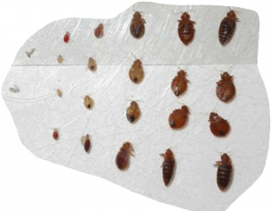 5 Signs Bed Bugs Leave Everywhere They, Bed Bugs Leather Couch