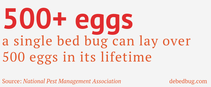 bed bug eggs laid in lifetime