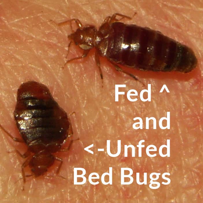 bed bug fed and unfed